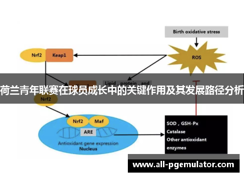 荷兰青年联赛在球员成长中的关键作用及其发展路径分析